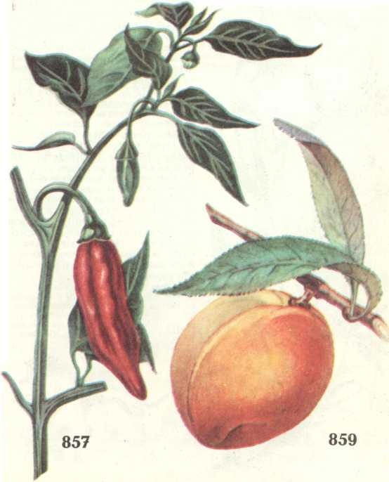 персик обыкновенный