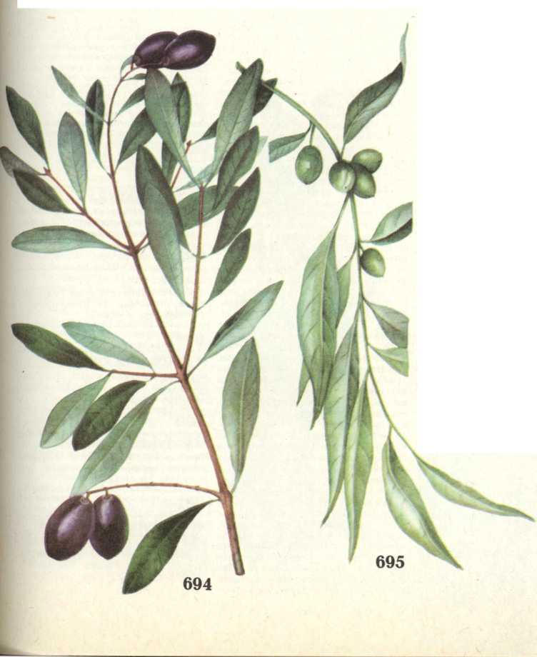 маслина европейская лох узколистный